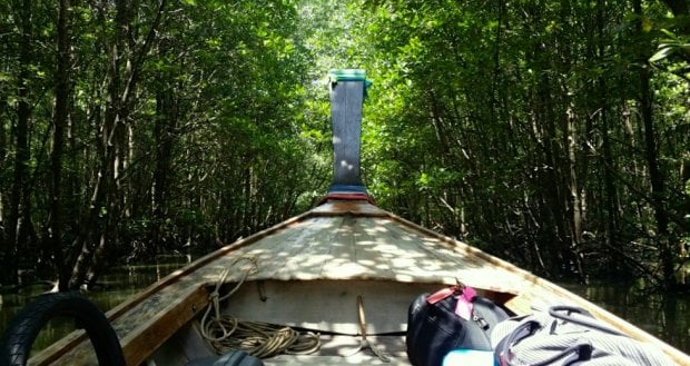 krabi mangroves