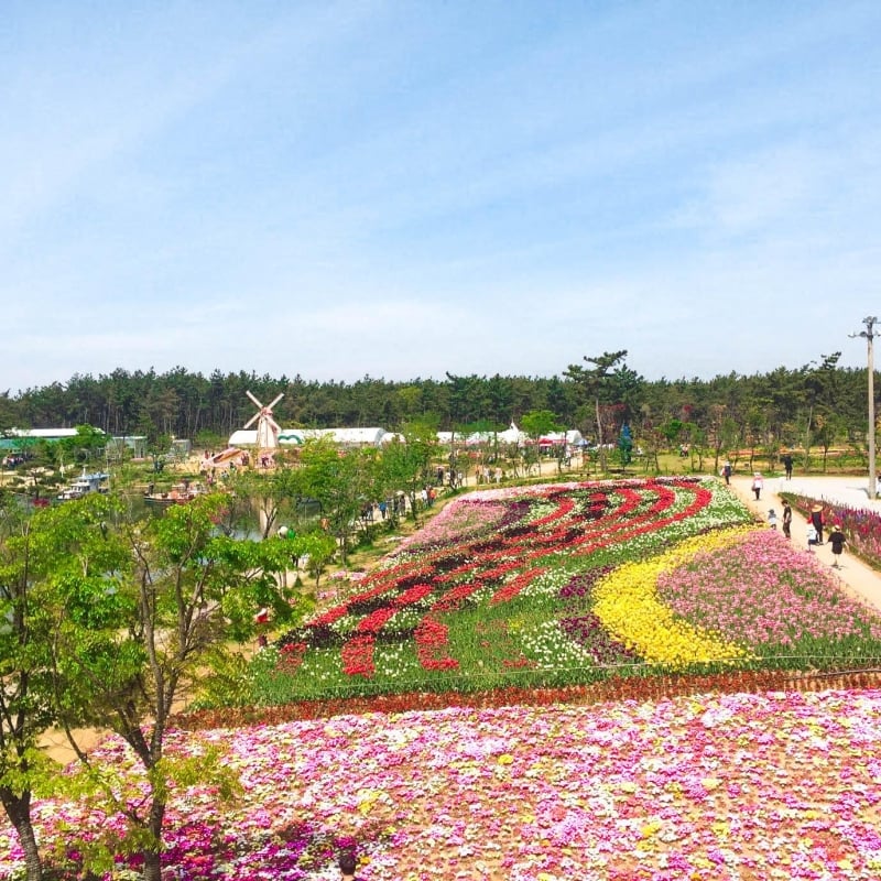 Here’s Why You Need to Experience Korea’s Taean Tulip Festival Next Spring