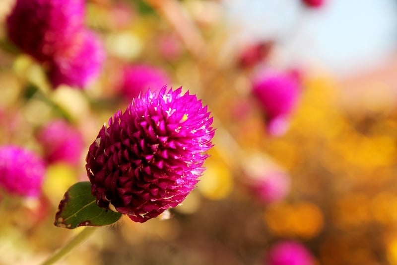 pink flowers