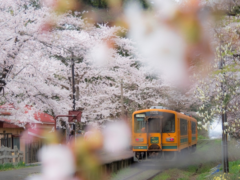 sakura spots in northeastern japan