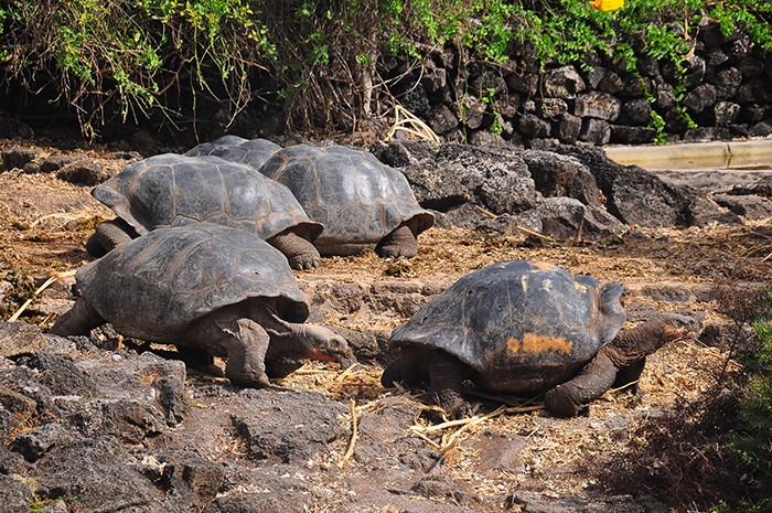 galapagos island animals