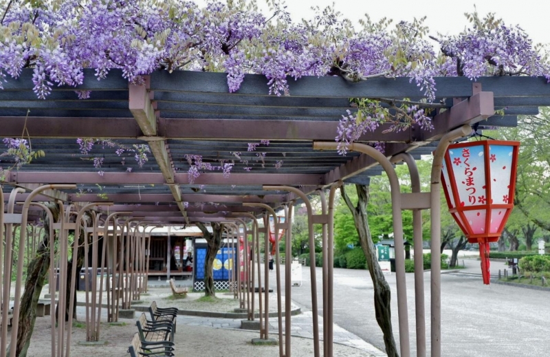 Wisteria in Nagoya Castle