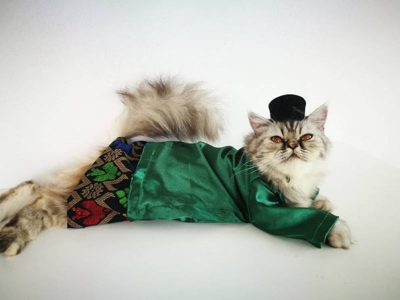 Celebrate Hari Raya With These Cute Cat Baju Kurungs - HalalZilla