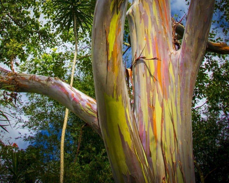 8 Stunning Native Trees in Asia That Will Take Your Breath Away 