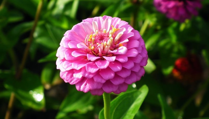 pink flowers