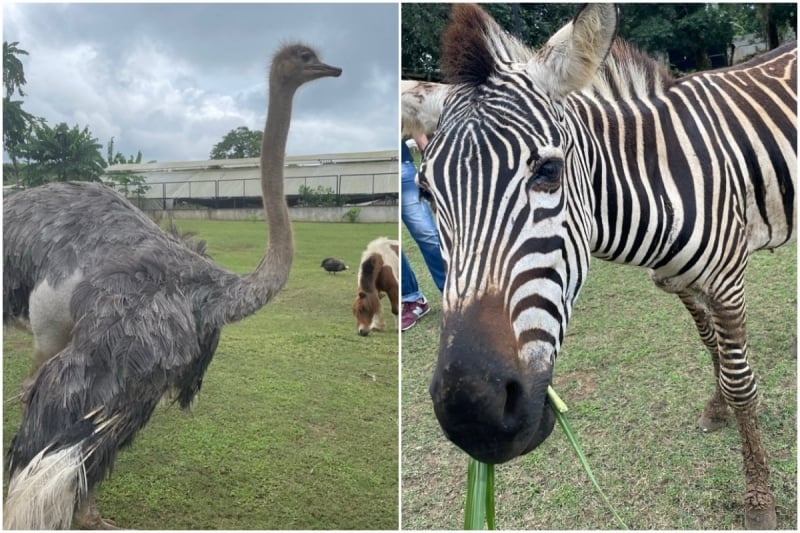 Yoki's Farm animals best things to do in Cavite