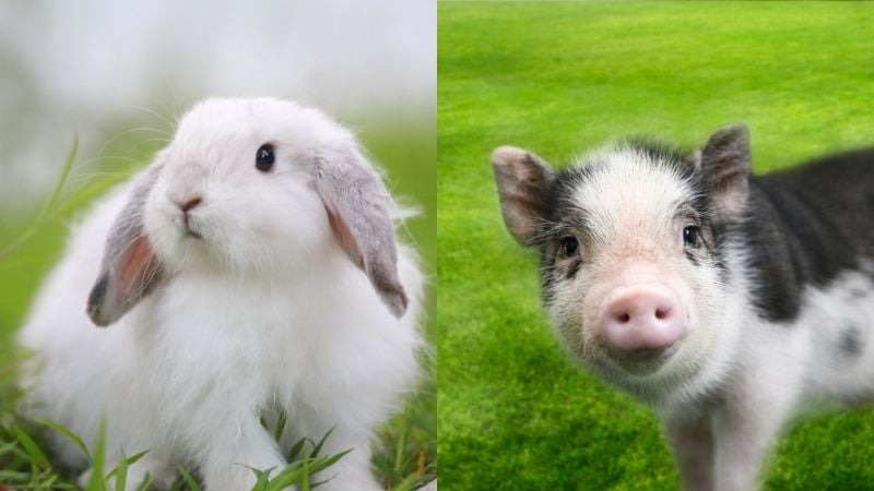 rabbit and mini pig