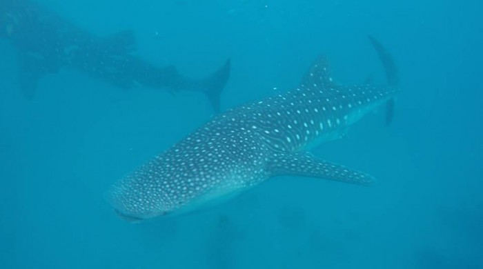 whale shark watching