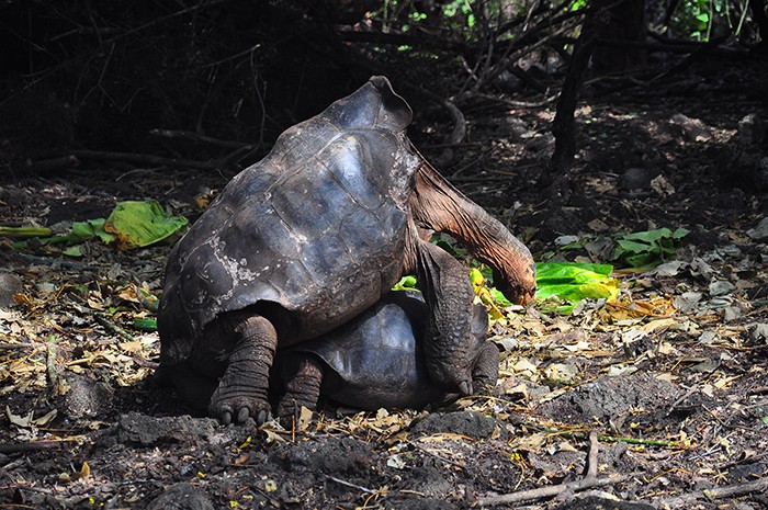 galapagos island animals