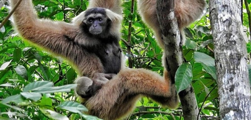 a gibbon in siem reap's forests