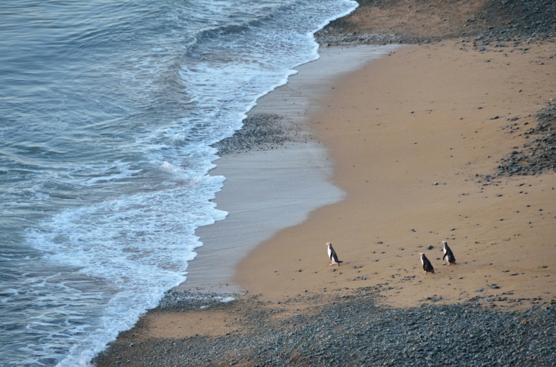 Penguins in Oamaru