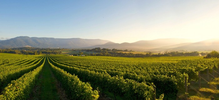 yarra valley vineyard