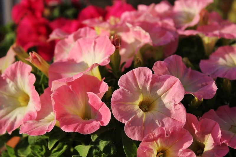 pink flowers