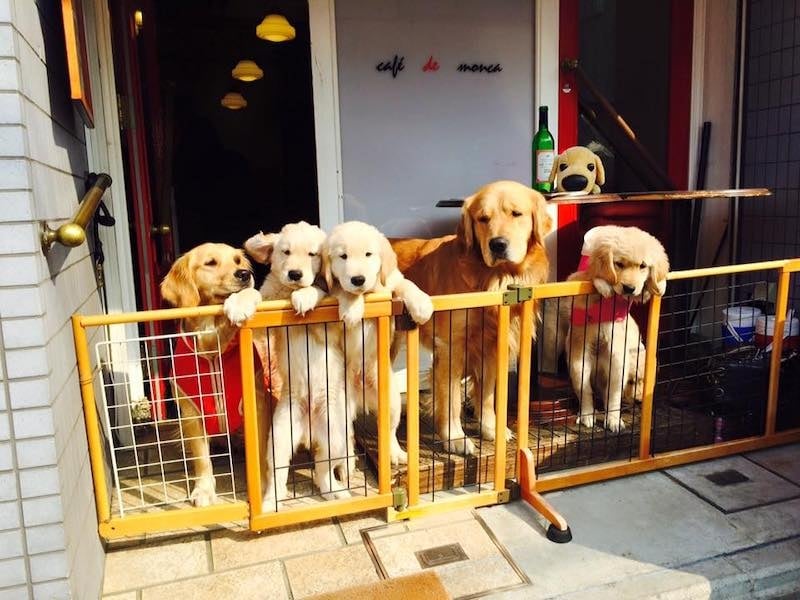 golden retrievers kyoto cafe