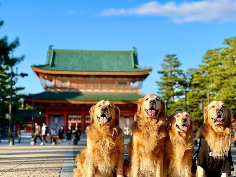 This Kyoto Cafe Has Resident Golden Retrievers Greeting Customers