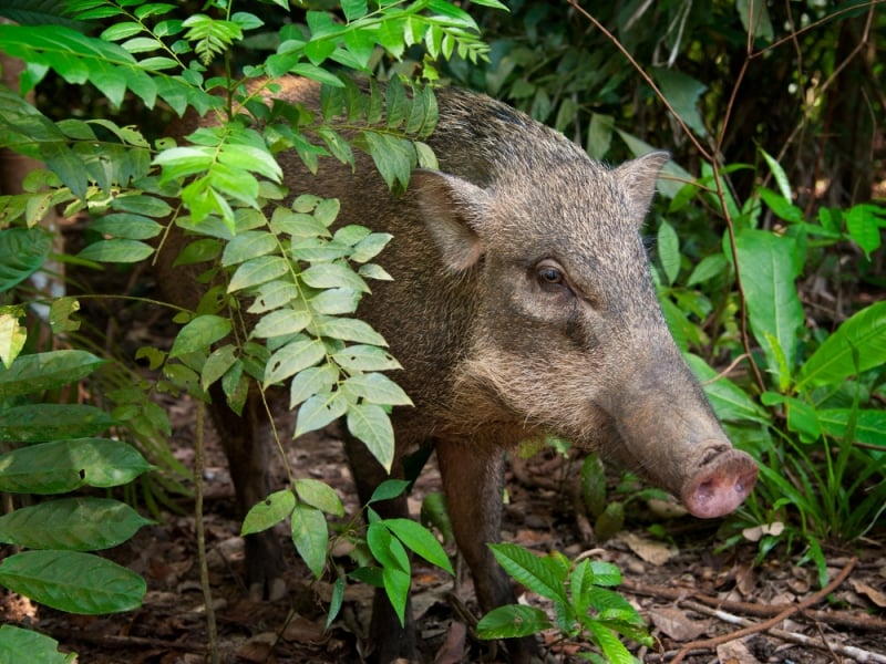 wild boar in pulau ubin