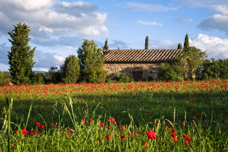 tuscany spring flower fields