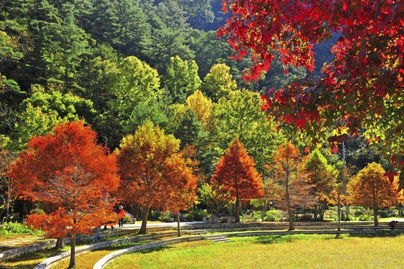 fall foliage in wuling farm taichung