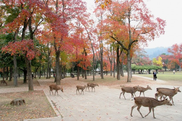 Nara Park