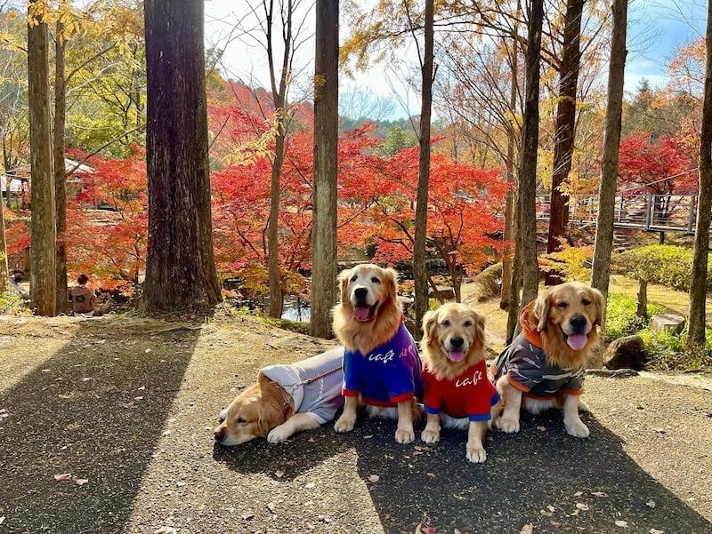 golden retrievers kyoto cafe