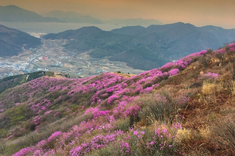 spring flower fields in korea