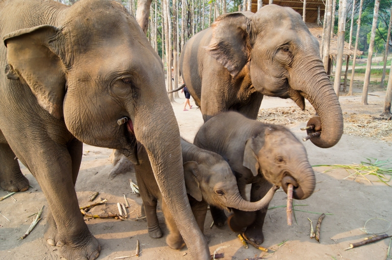 green tourism in thailand