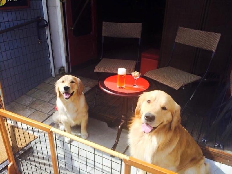 This Kyoto Cafe Has Resident Golden Retrievers Greeting Customers