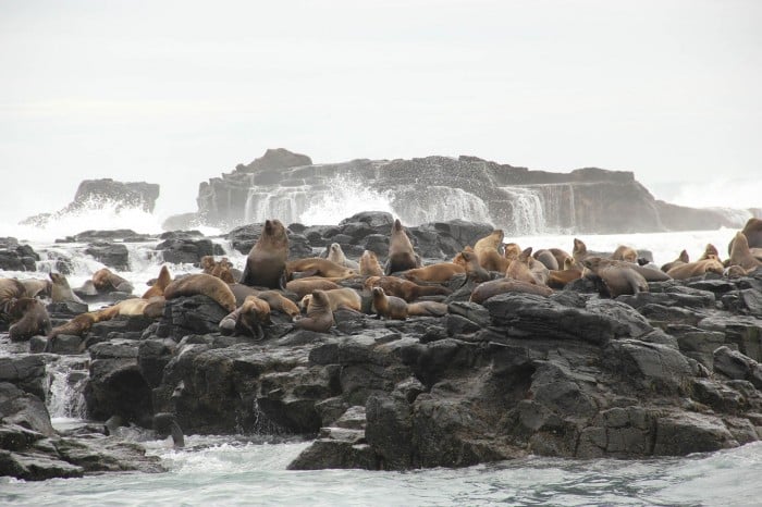 phillip island seals