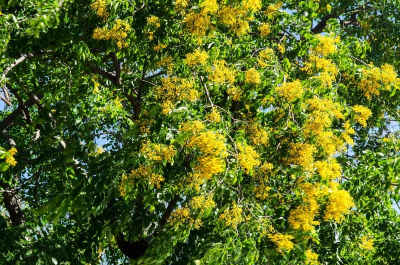 8 Stunning Native Trees in Asia That Will Take Your Breath Away 