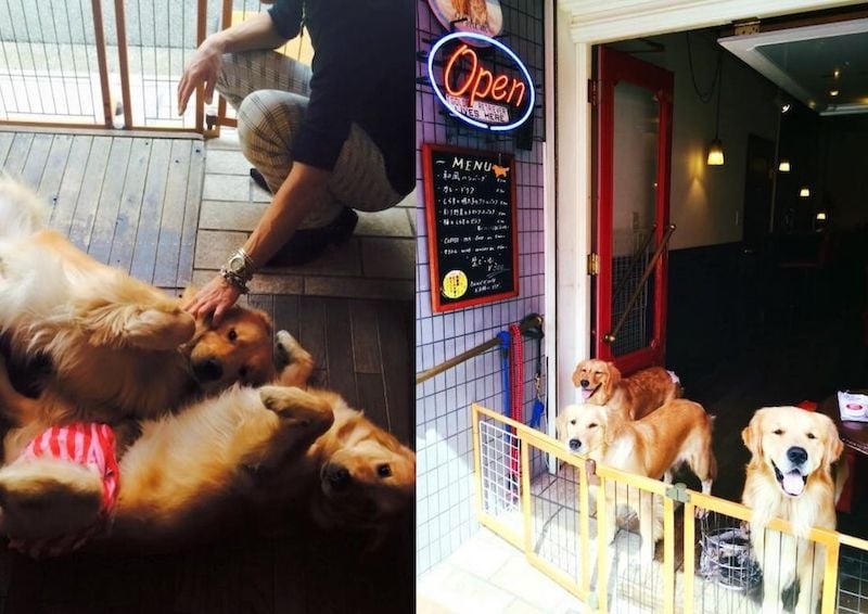 golden retrievers kyoto cafe