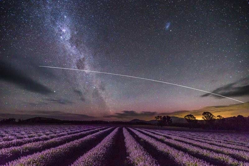 Bridestowe Lavender Estate, Tasmania