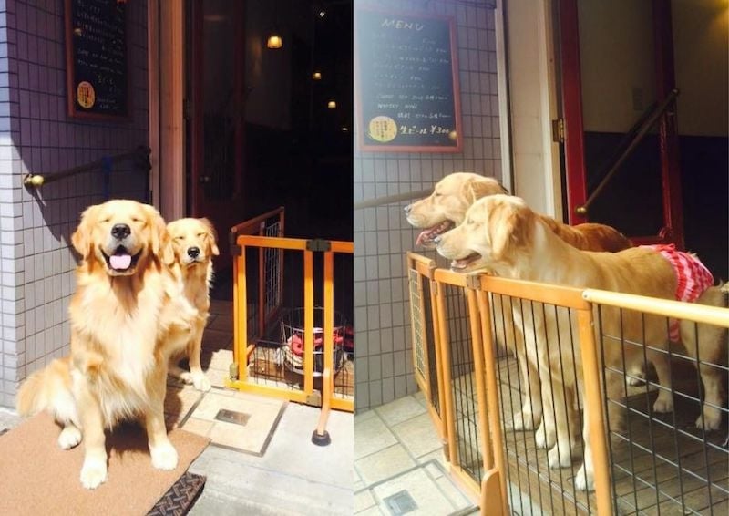 This Kyoto Cafe Has Resident Golden Retrievers Greeting Customers