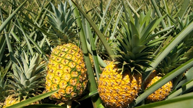 pineapple farm