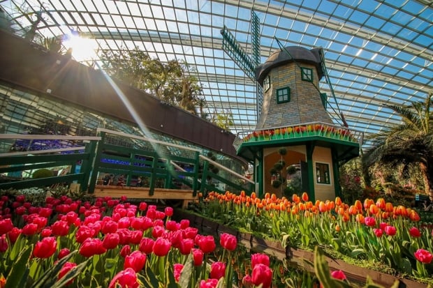 WIN a Trip to Amsterdam with KLM Royal Dutch Airlines and Gardens by the Bay