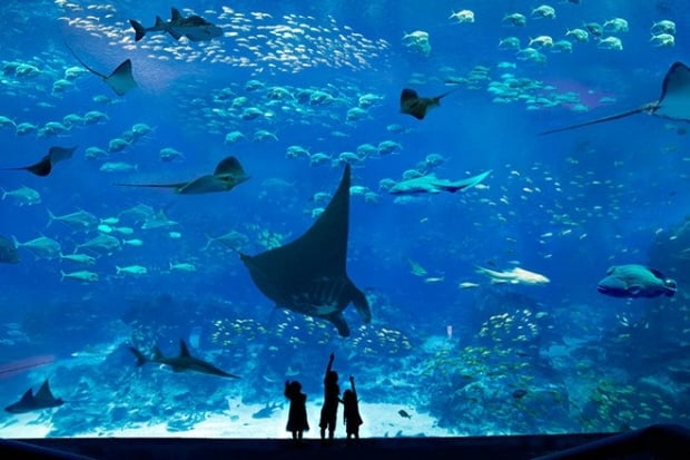 Complimentary SGD5 S.E.A Aquarium Meal Voucher with UOB Card