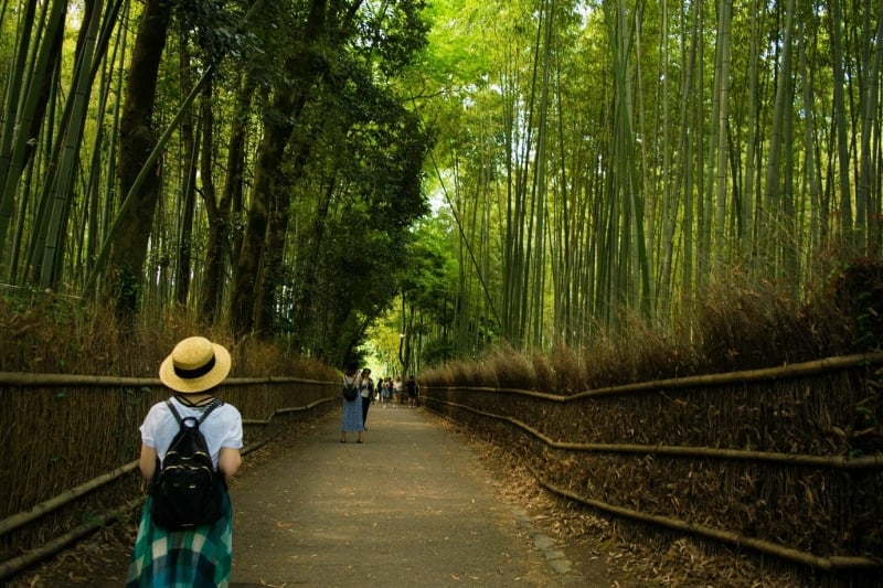 rừng trúc Arashiyama 