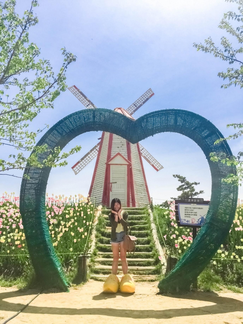 korea taean tulip festival