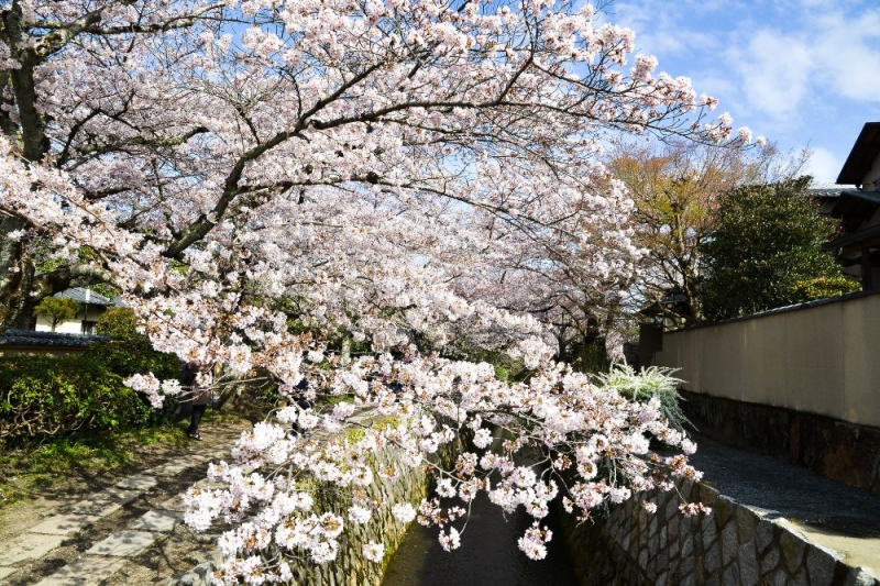 Kyoto Japan cherry blossom 