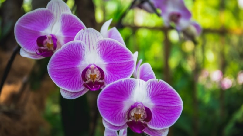 orchids at the national orchid garden