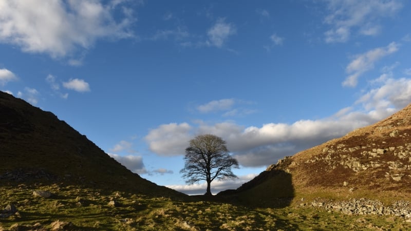 Sycamore Gap Tree, Northumberland, England