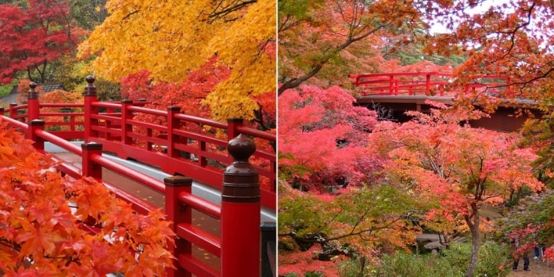 autumn viewing in Niigata