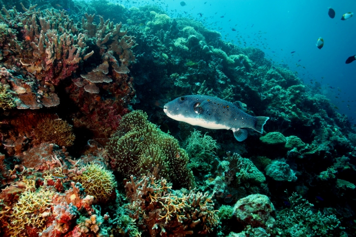 Công viên tự nhiên Tubbataha Reefs