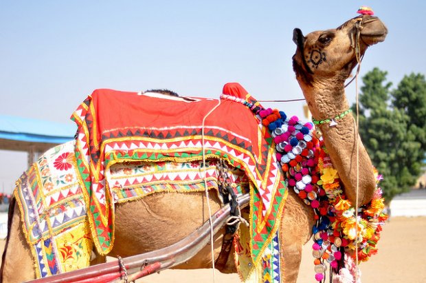 pushkar camel fair