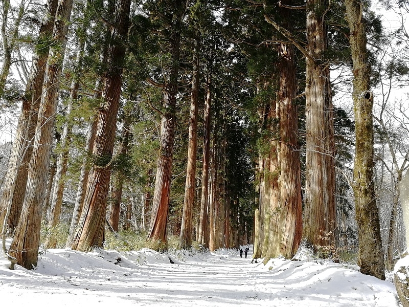 rows of cedar trees at togakushi