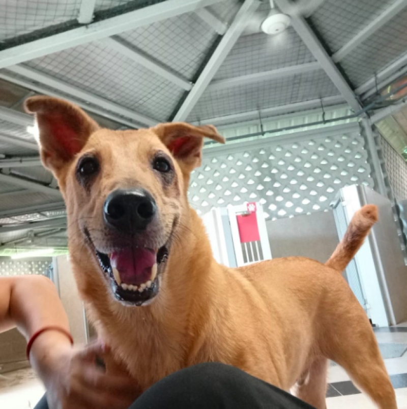 pet adoption singapore