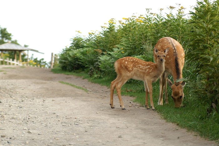 Shiretoko National Park japan