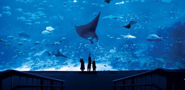 S.E.A. Aquarium One-Day with Universal Christmas 2017 Admission | Child Bundle