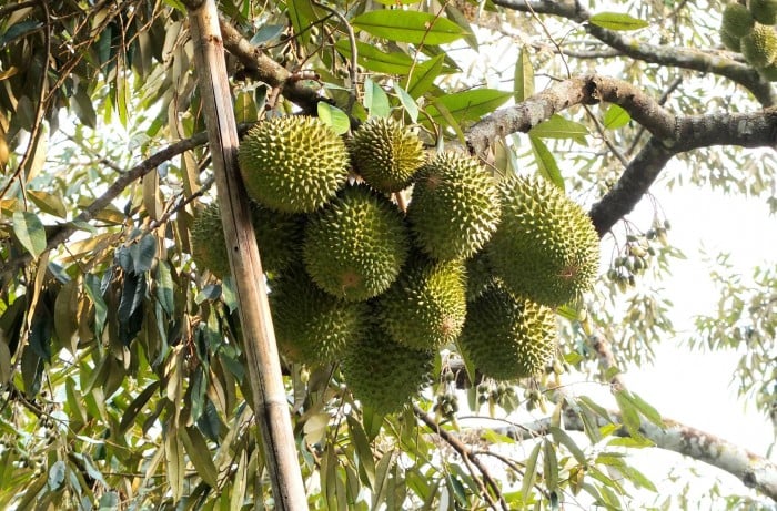 Raub Durian Orchard