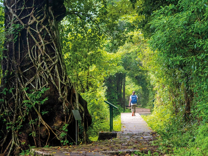 lai chi wo fung shui woods