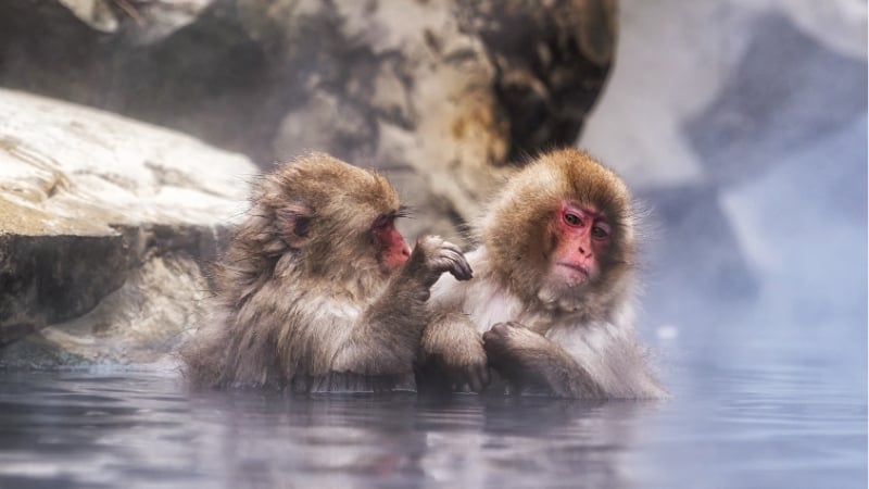 japanese macaques in a hot spring in japan